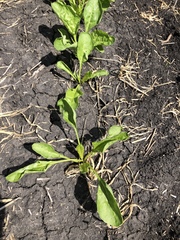 Beta vulgaris vulgaris