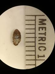 Gastrocopta armifera