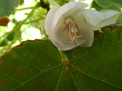 Dombeya burgessiae