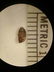 Gastrocopta armifera