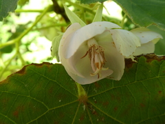 Dombeya burgessiae