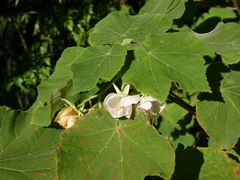 Dombeya burgessiae