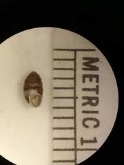 Gastrocopta armifera