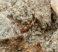 Formica francoeuri
