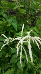 Aruncus