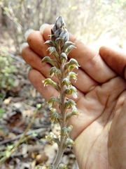 Sarcoglottis schaffneri