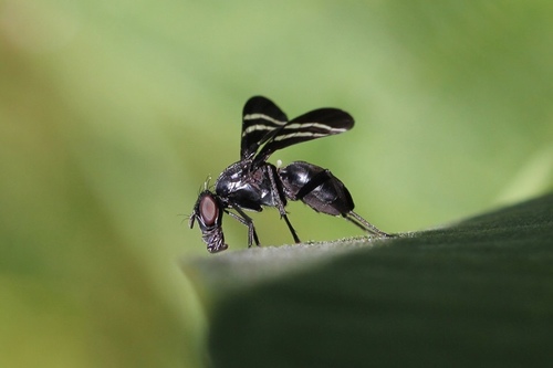 Black Onion Fly photo 3