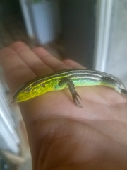 Cnemidophorus lemniscatus