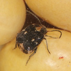 Zabrotes subfasciatus