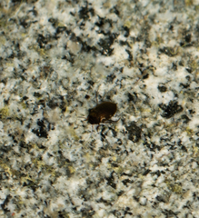 Leconectes striatellus