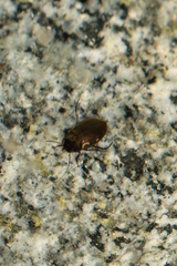 Leconectes striatellus