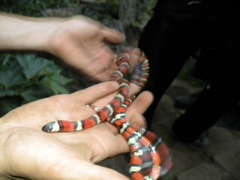 Lampropeltis multifasciata