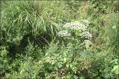 Angelica dahurica