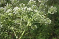 Angelica dahurica