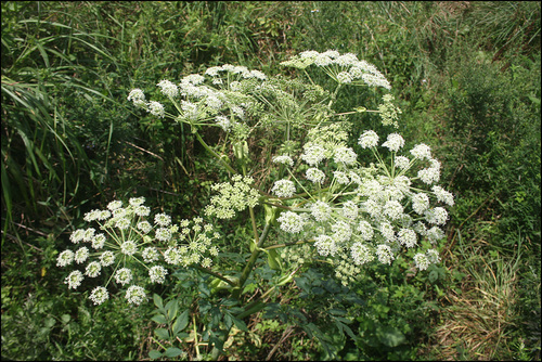 Angelica dahurica (Hoffm.) Benth. & Hook.fil. ex Franch. & Sav.