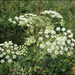 Dahurian Angelica - Photo (c) Lee, seong-won, some rights reserved (CC BY-NC), uploaded by Lee, seong-won
