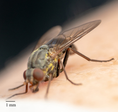 Symphoromyia