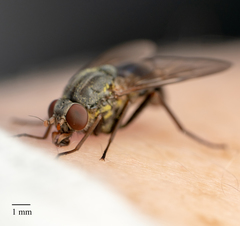 Symphoromyia