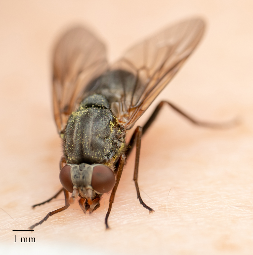Symphoromyia limata