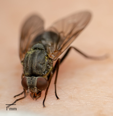 Symphoromyia