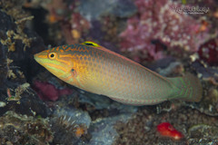 Green Wrasse photo 1