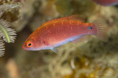 Blue-Scaled Fairy Wrasse photo 2