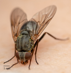 Symphoromyia