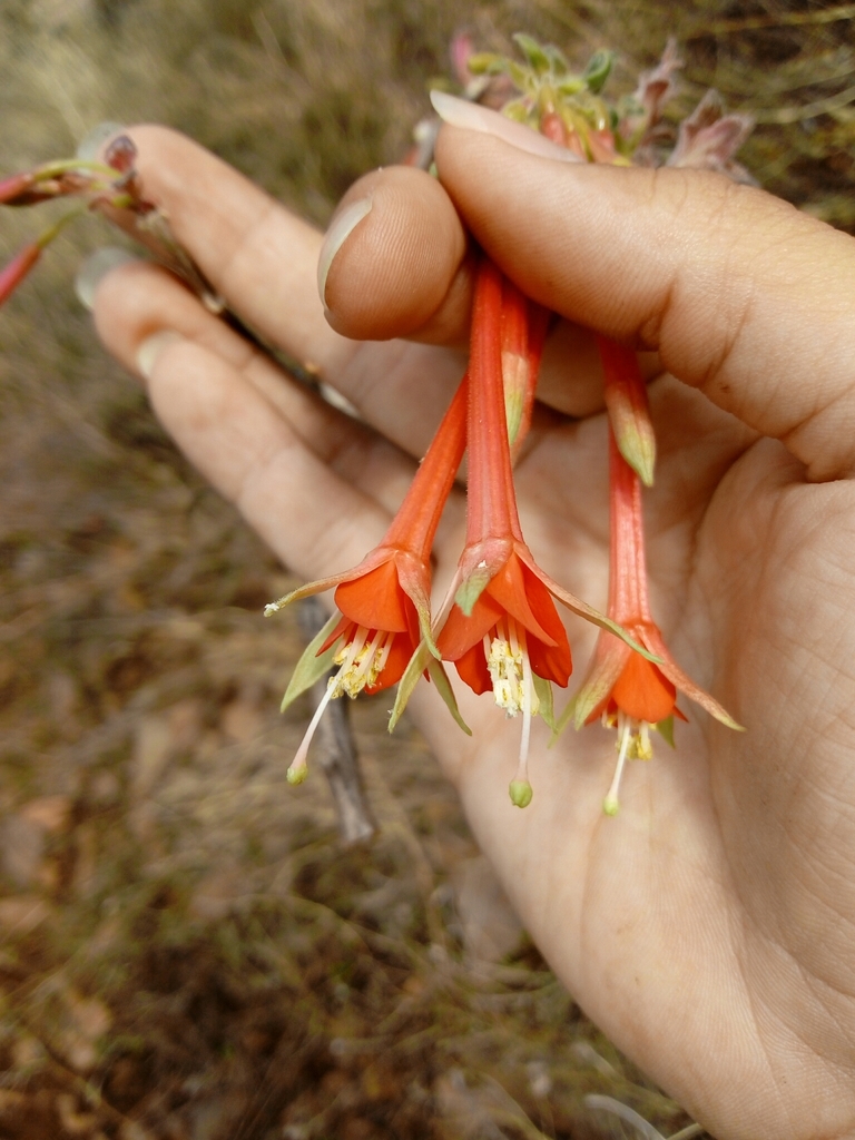 Fuchsia decidua