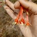 Fuchsia decidua - Photo (c) Dante S. Figueroa, algunos derechos reservados (CC BY-SA), subido por Dante S. Figueroa