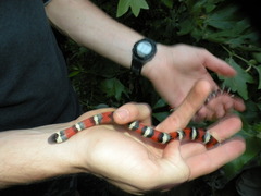 Lampropeltis multifasciata