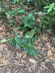 Philodendron fragrantissimum