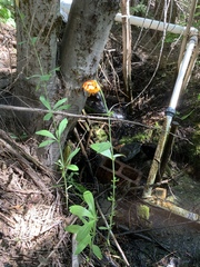 Lilium pardalinum shastense