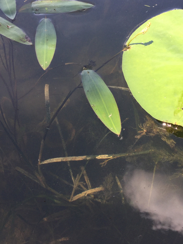 Flatstem pondweed (Potamogeton zosteriformis)