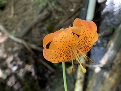 Lilium pardalinum shastense