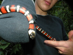 Lampropeltis multifasciata