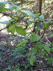 Clematis occidentalis