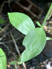 Lilium pardalinum shastense