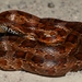 Corn Snake - Photo (c) Kevin Smith, some rights reserved (CC BY-NC), uploaded by Kevin Smith