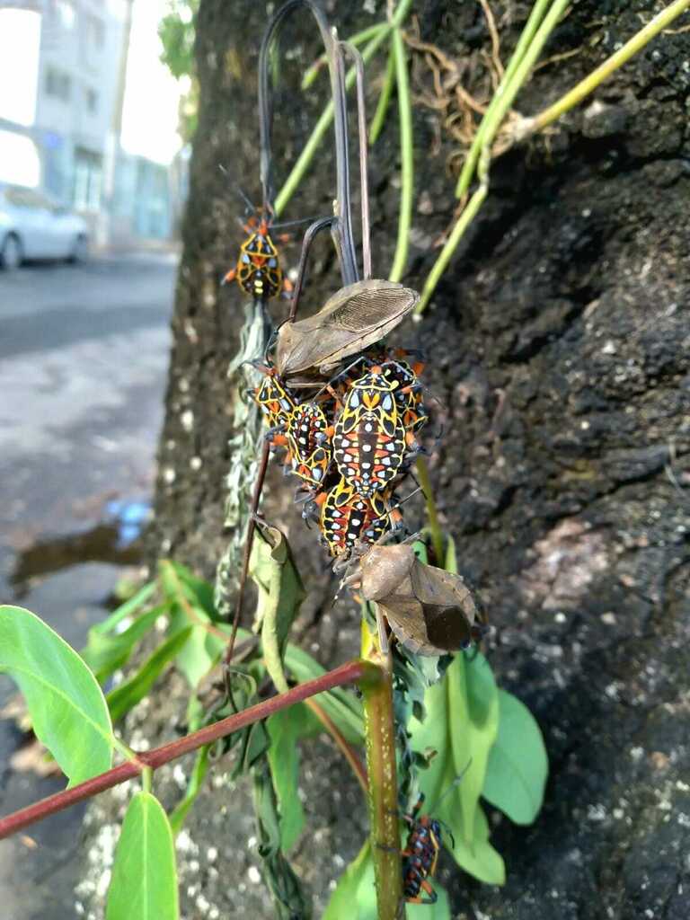 Pachylis rutilus