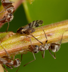 Formica francoeuri