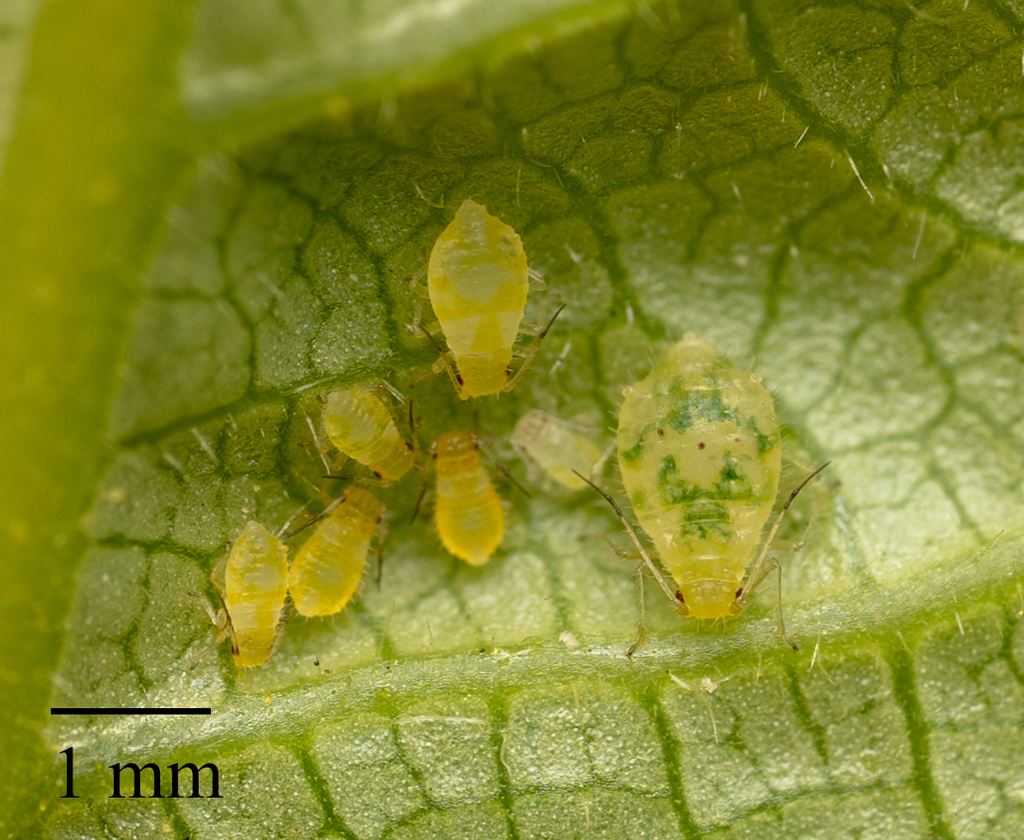 Aphid