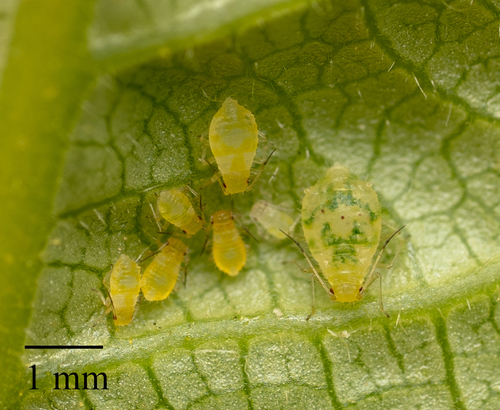 Aphid