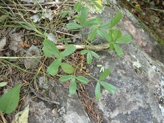 Sibbaldia tridentata, photograph Mary Krieger, CC BY, iNaturalist via GBIF