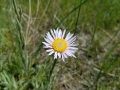 Erigeron caespitosus