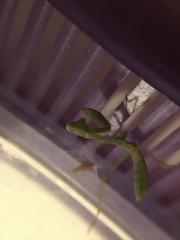 Stagmomantis limbata