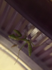 Stagmomantis limbata