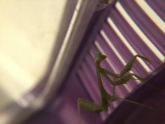 Stagmomantis limbata