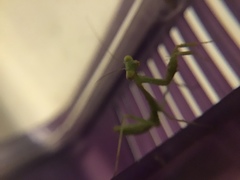 Stagmomantis limbata