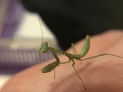 Stagmomantis limbata