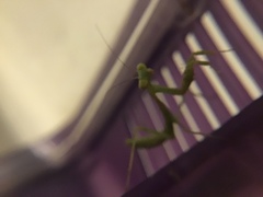 Stagmomantis limbata